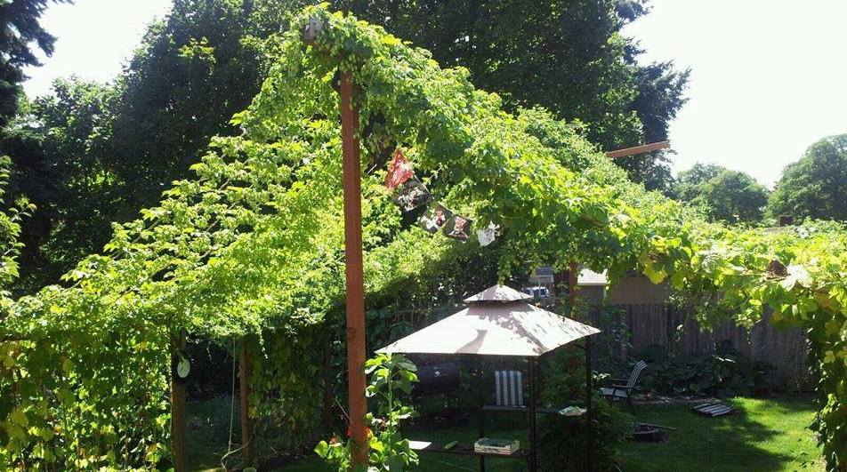 Hop Rhizomes! Bader Beer & Wine Supply